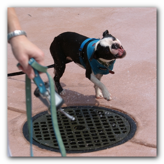 Summer Fun with Kacey, Miley and  Howie - Boston Terrier Puppies