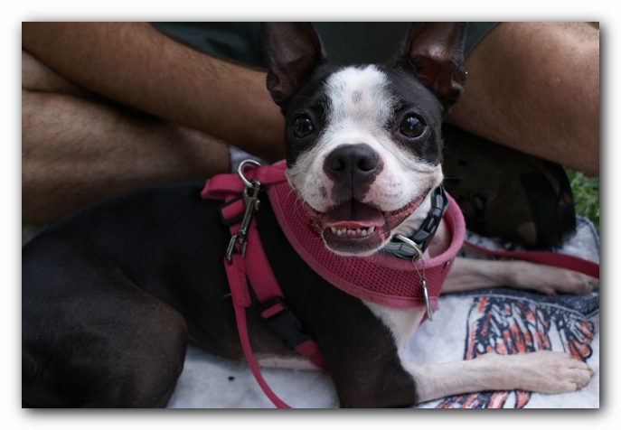 Summer Fun with Kacey, Miley and  Howie - Boston Terrier Puppies