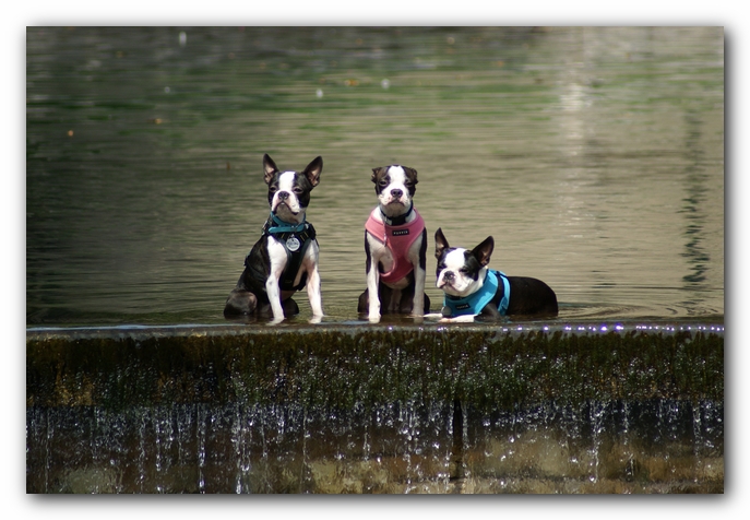 Summer Fun with Kacey, Miley and  Howie - Boston Terrier Puppies