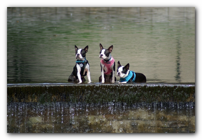Summer Fun with Kacey, Miley and  Howie - Boston Terrier Puppies