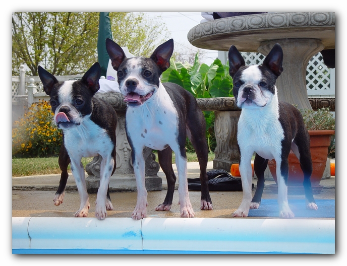 Summer Fun with Kacey, Miley and  Howie - Boston Terrier Puppies