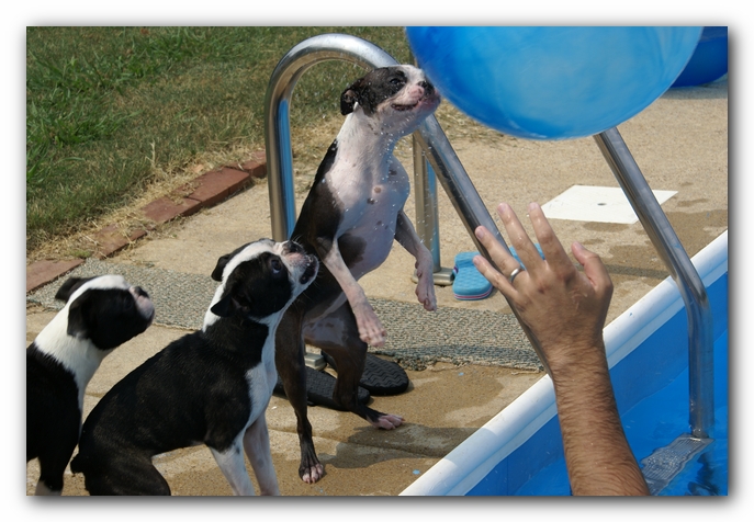 Summer Fun with Kacey, Miley and  Howie - Boston Terrier Puppies