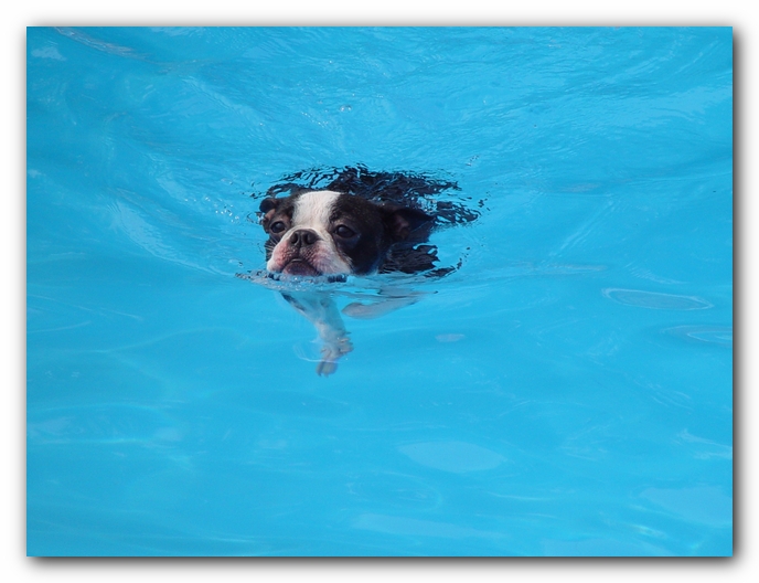 Summer Fun with Kacey, Miley and  Howie - Boston Terrier Puppies