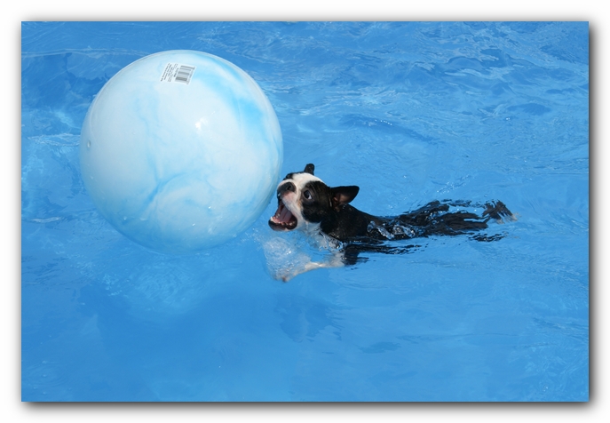 Summer Fun with Kacey, Miley and  Howie - Boston Terrier Puppies