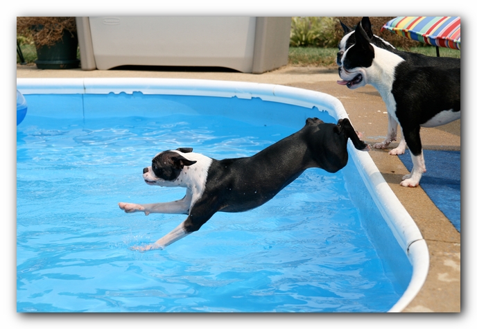 Summer Fun with Kacey, Miley and  Howie - Boston Terrier Puppies