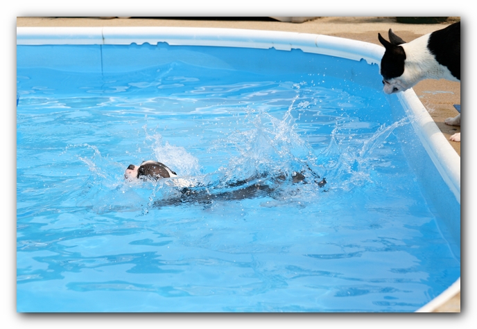 Summer Fun with Kacey, Miley and  Howie - Boston Terrier Puppies