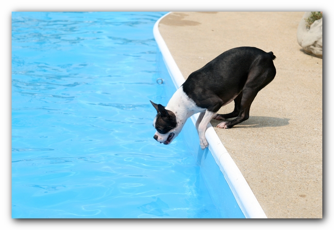 Summer Fun with Kacey, Miley and  Howie - Boston Terrier Puppies