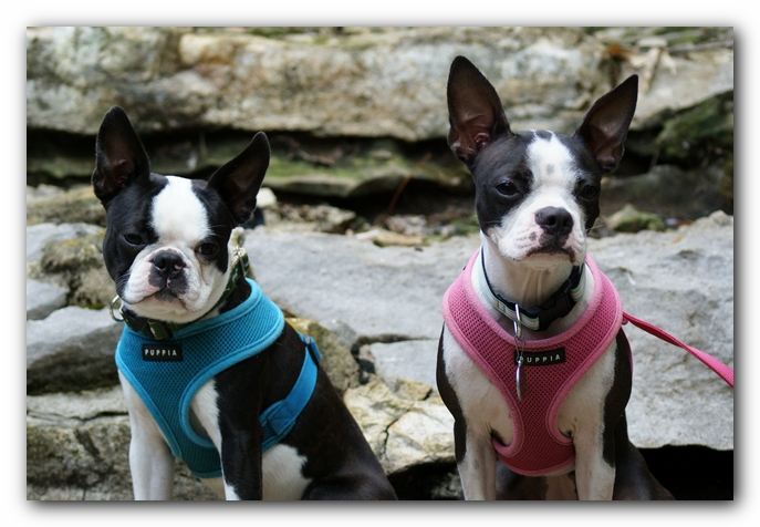 Summer Fun with Kacey, Miley and  Howie - Boston Terrier Puppies