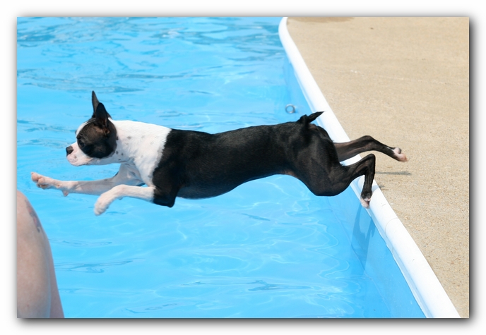 Summer Fun with Kacey, Miley and  Howie - Boston Terrier Puppies