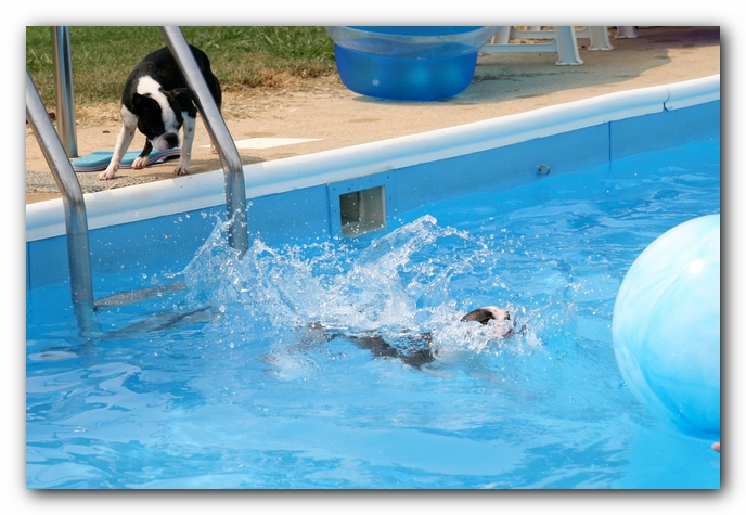 Summer Fun with Kacey, Miley and  Howie - Boston Terrier Puppies