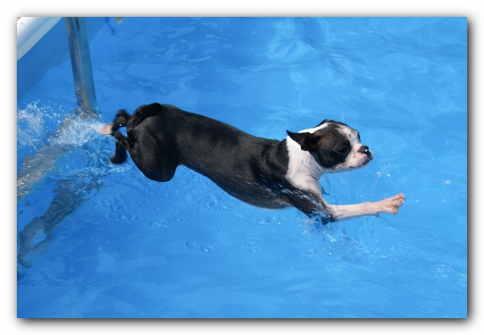 Summer Fun with Kacey, Miley and  Howie - Boston Terrier Puppies