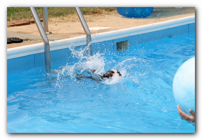 Summer Fun with Kacey, Miley and  Howie - Boston Terrier Puppies