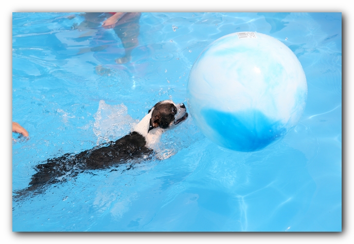 Summer Fun with Kacey, Miley and  Howie - Boston Terrier Puppies