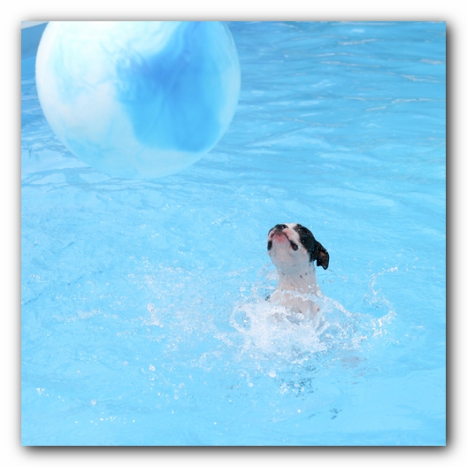 Summer Fun with Kacey, Miley and  Howie - Boston Terrier Puppies