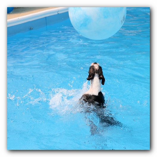 Summer Fun with Kacey, Miley and  Howie - Boston Terrier Puppies