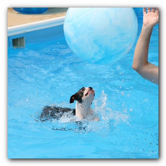 Summer Fun with Kacey, Miley and  Howie - Boston Terrier Puppies