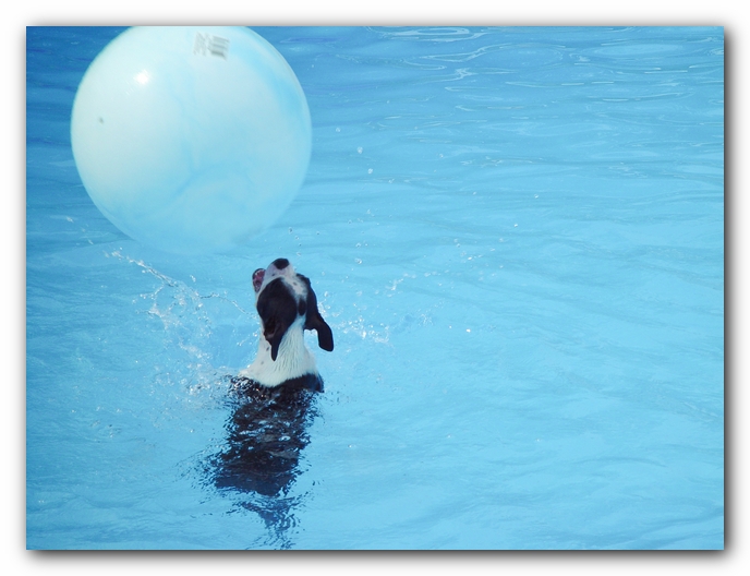 Summer Fun with Kacey, Miley and  Howie - Boston Terrier Puppies
