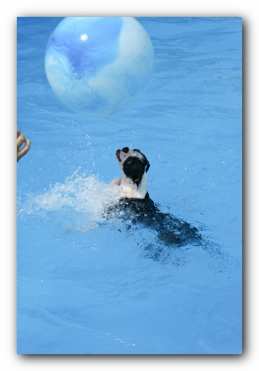 Summer Fun with Kacey, Miley and  Howie - Boston Terrier Puppies