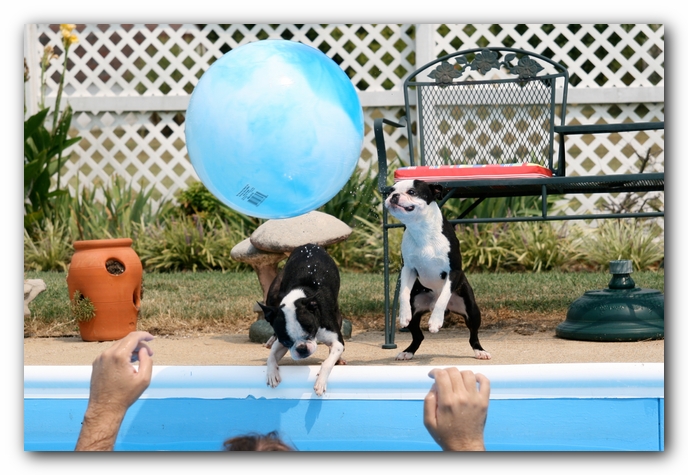 Summer Fun with Kacey, Miley and  Howie - Boston Terrier Puppies
