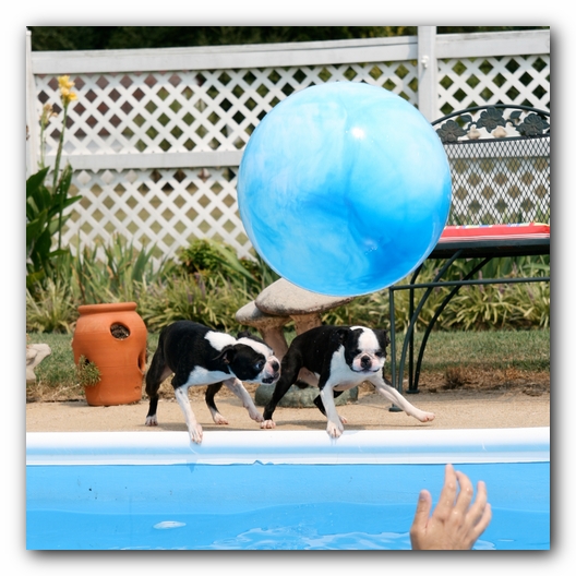 Summer Fun with Kacey, Miley and  Howie - Boston Terrier Puppies
