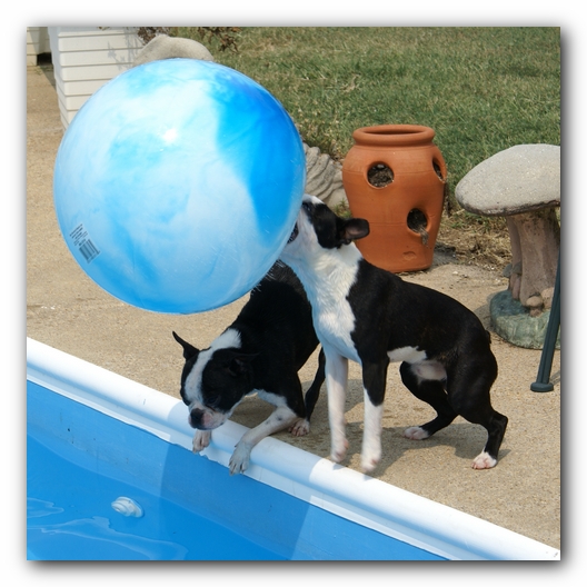 Summer Fun with Kacey, Miley and  Howie - Boston Terrier Puppies