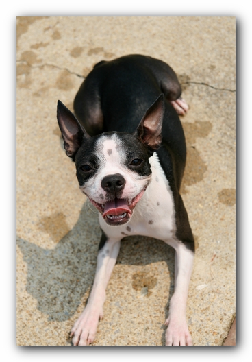 Summer Fun with Kacey, Miley and  Howie - Boston Terrier Puppies