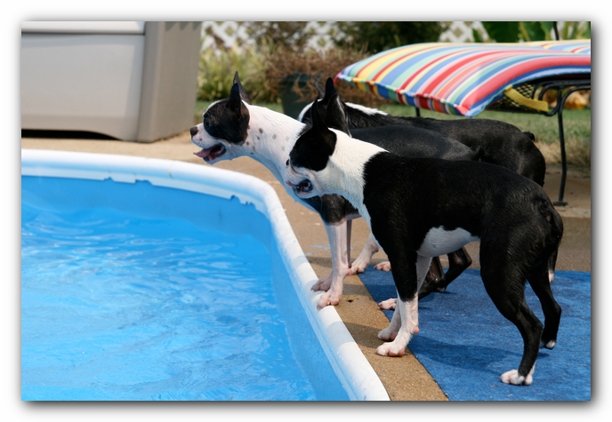 Summer Fun with Kacey, Miley and  Howie - Boston Terrier Puppies