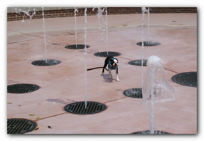 Summer Fun with Kacey, Miley and  Howie - Boston Terrier Puppies