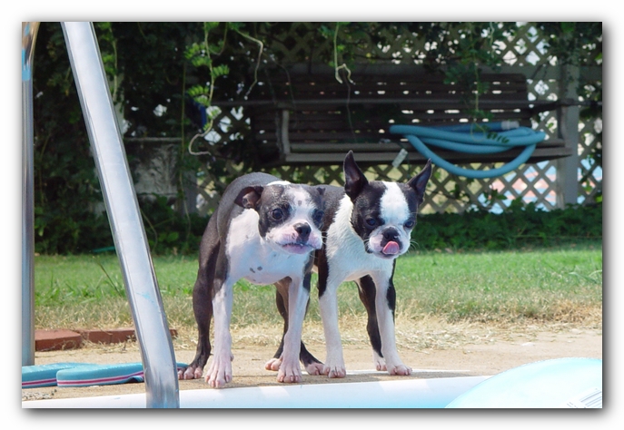 Summer Fun with Kacey, Miley and  Howie - Boston Terrier Puppies