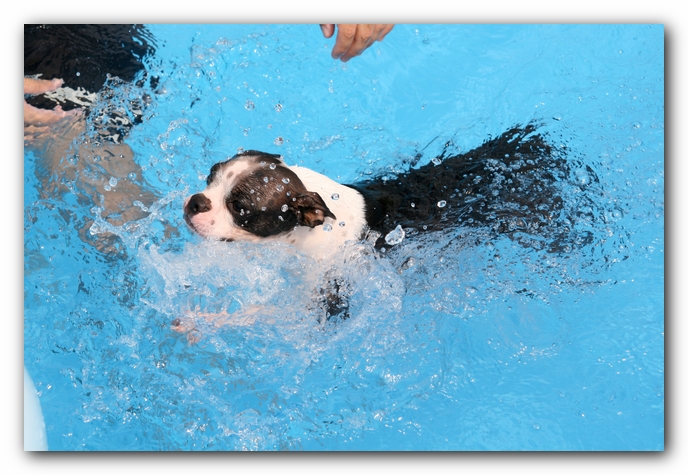 Summer Fun with Kacey, Miley and  Howie - Boston Terrier Puppies