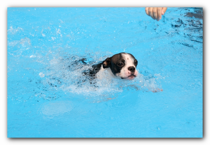 Summer Fun with Kacey, Miley and  Howie - Boston Terrier Puppies