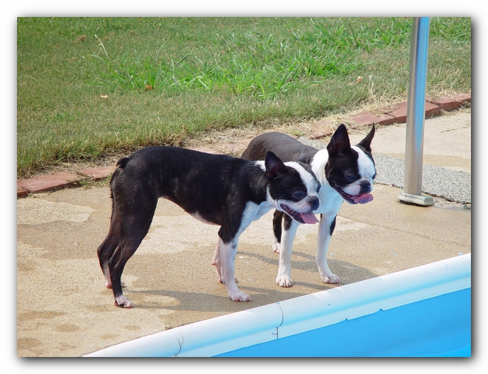 Summer Fun with Kacey, Miley and  Howie - Boston Terrier Puppies