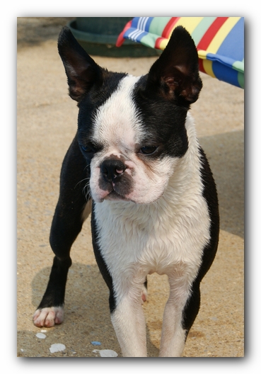 Summer Fun with Kacey, Miley and  Howie - Boston Terrier Puppies