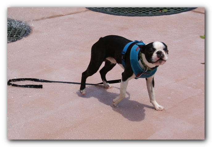 Summer Fun with Kacey, Miley and  Howie - Boston Terrier Puppies