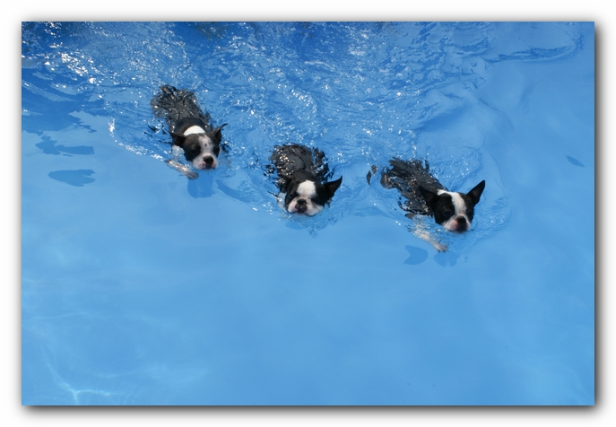 Summer Fun with Kacey, Miley and  Howie - Boston Terrier Puppies