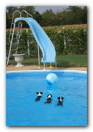 Summer Fun with Kacey, Miley and  Howie - Boston Terrier Puppies
