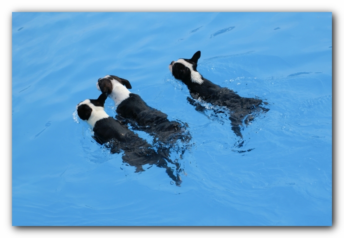 Summer Fun with Kacey, Miley and  Howie - Boston Terrier Puppies