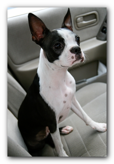 Summer Fun with Kacey, Miley and  Howie - Boston Terrier Puppies