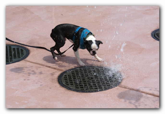 Summer Fun with Kacey, Miley and  Howie - Boston Terrier Puppies