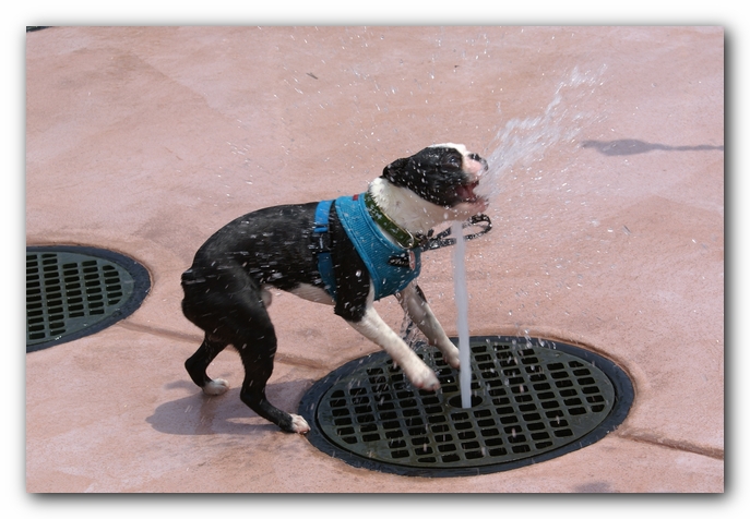 Summer Fun with Kacey, Miley and  Howie - Boston Terrier Puppies
