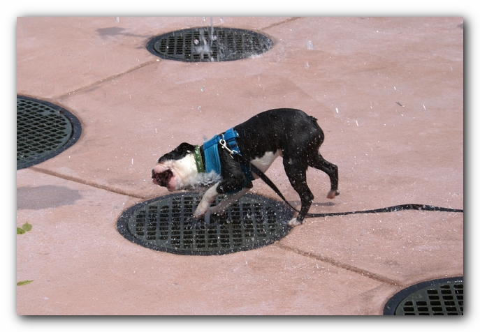 Summer Fun with Kacey, Miley and  Howie - Boston Terrier Puppies