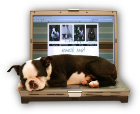 Howie the Boston Terrier puppy