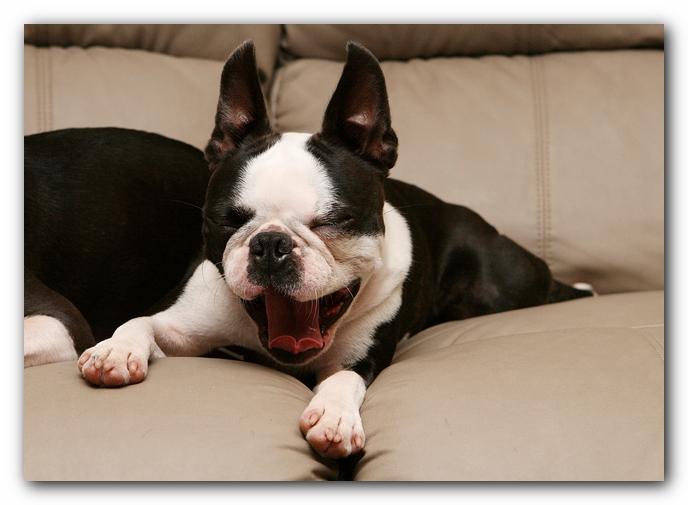 Boston terriers dog pet friendly cabin pigeon forge gatlinburg tennessee
