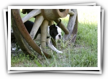 Miley and Howie at the creek