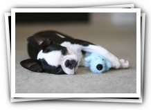 howie the boston terrier puppy