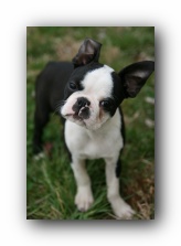 Howie the boston terrier puppy