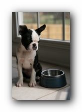 Howie the boston terrier puppy