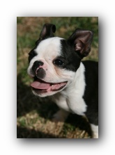 Howie the boston terrier puppy