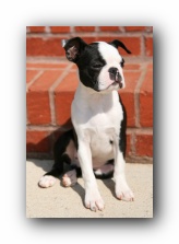 howie the boston terrier puppy