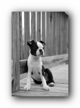 howie the boston terrier puppy